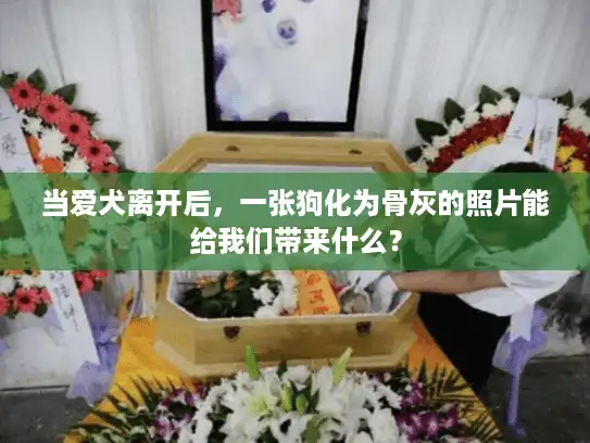 当爱犬离开后，一张狗化为骨灰的照片能给我们带来什么？