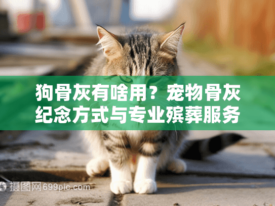 狗骨灰有啥用？宠物骨灰纪念方式与专业殡葬服务全指南