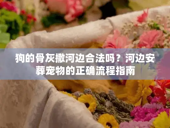 狗的骨灰撒河边合法吗？河边安葬宠物的正确流程指南
