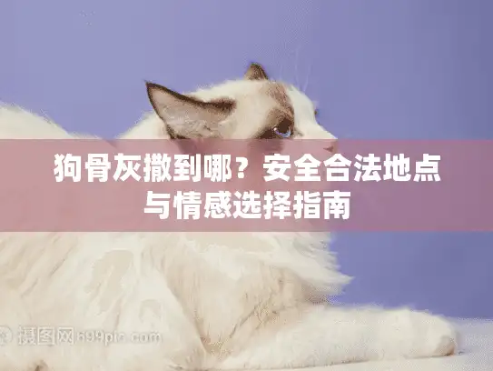 狗骨灰撒到哪?安全合法地点与情感选择指南 狗骨灰撒到哪?安全合法地点与情感选择指南