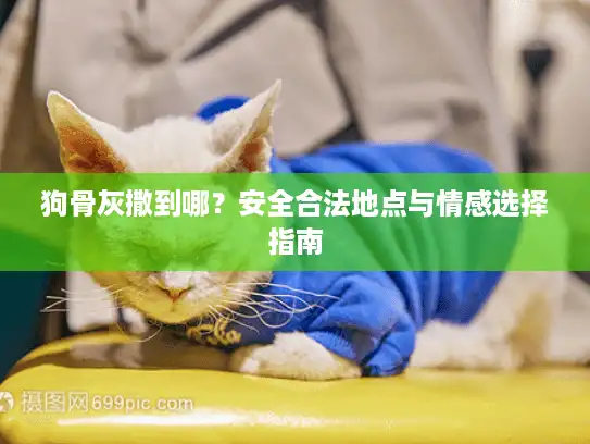 狗骨灰撒到哪?安全合法地点与情感选择指南 狗骨灰撒到哪?安全合法地点与情感选择指南