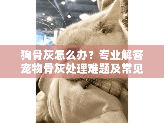 狗骨灰怎么办?专业解答宠物骨灰处理难题及常见疑问 狗骨灰怎么办?专业解答宠物骨灰处理难题及常见疑问