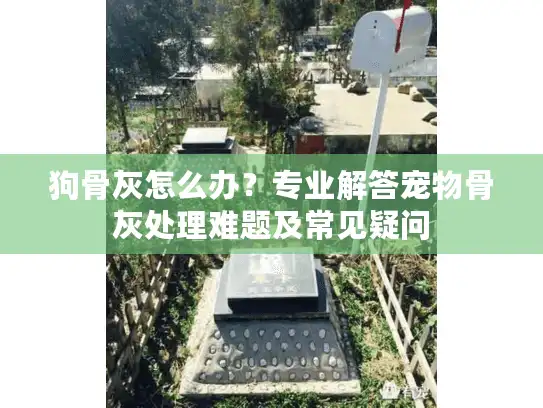 狗骨灰怎么办?专业解答宠物骨灰处理难题及常见疑问 狗骨灰怎么办?专业解答宠物骨灰处理难题及常见疑问