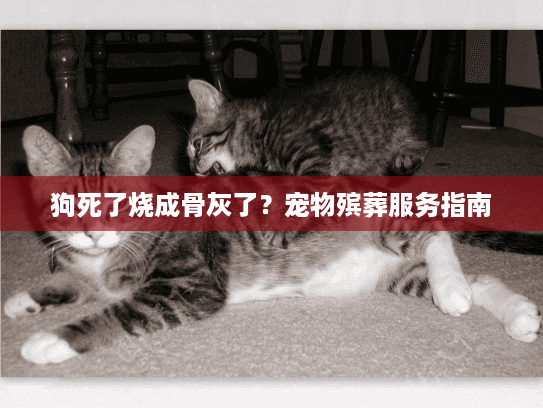 狗死了烧成骨灰了？宠物殡葬服务指南