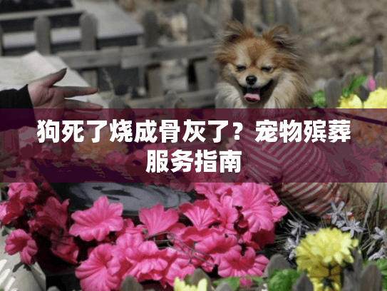 狗死了烧成骨灰了？宠物殡葬服务指南