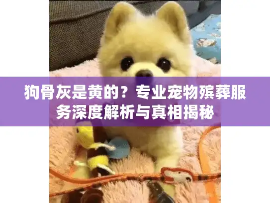 狗骨灰是黄的？专业宠物殡葬服务深度解析与真相揭秘