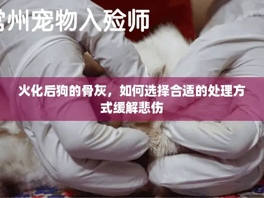 火化后狗的骨灰,如何选择合适的处理方式缓解悲伤 火化后狗的骨灰,如何选择合适的处理方式缓解悲伤