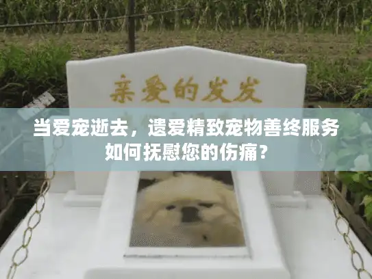 当爱宠逝去,遗爱精致宠物善终服务如何抚慰您的伤痛? 当爱宠逝去,遗爱精致宠物善终服务如何抚慰您的伤痛?