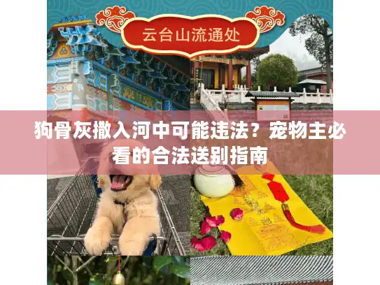 狗骨灰撒入河中可能违法？宠物主必看的合法送别指南