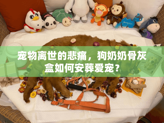 宠物离世的悲痛,狗奶奶骨灰盒如何安葬爱宠? 宠物离世的悲痛,狗奶奶骨灰盒如何安葬爱宠?