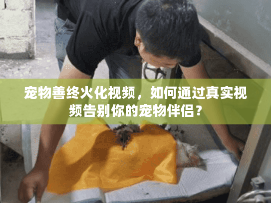 宠物善终火化视频，如何通过真实视频告别你的宠物伴侣？