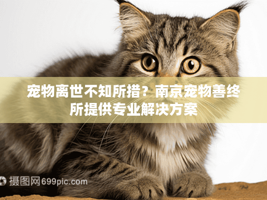 宠物离世不知所措?南京宠物善终所提供专业解决方案 宠物离世不知所措?南京宠物善终所提供专业解决方案