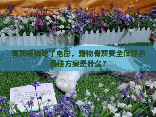 骨灰被狗吃了电影，宠物骨灰安全保存的最佳方案是什么？