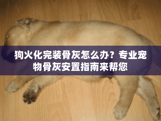 狗火化完装骨灰怎么办？专业宠物骨灰安置指南来帮您