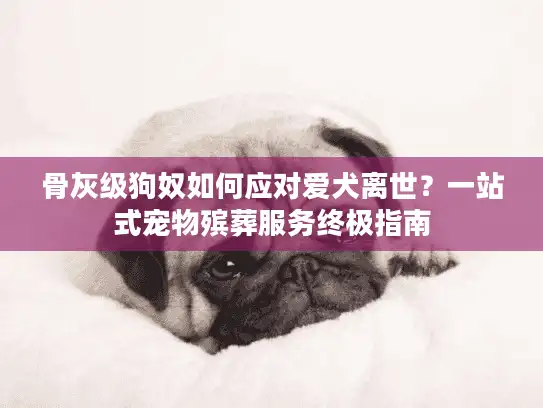 骨灰级狗奴如何应对爱犬离世？一站式宠物殡葬服务终极指南