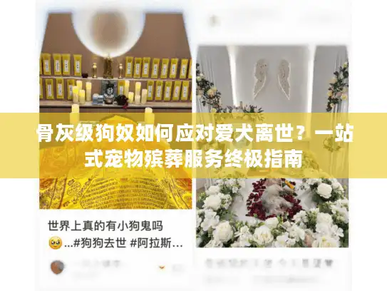 骨灰级狗奴如何应对爱犬离世？一站式宠物殡葬服务终极指南