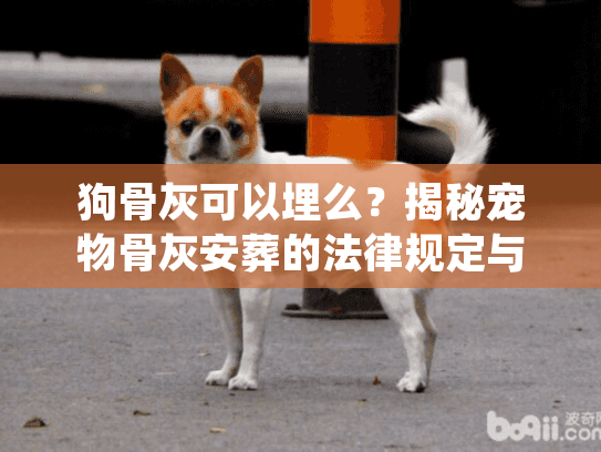 狗骨灰可以埋么?揭秘宠物骨灰安葬的法律规定与安全操作指南 狗骨灰可以埋么?揭秘宠物骨灰安葬的法律规定与安全操作指南