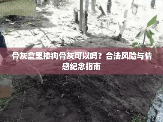 骨灰盒里掺狗骨灰可以吗?合法风险与情感纪念指南 骨灰盒里掺狗骨灰可以吗?合法风险与情感纪念指南
