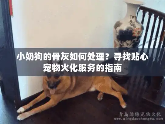 小奶狗的骨灰如何处理？寻找贴心宠物火化服务的指南