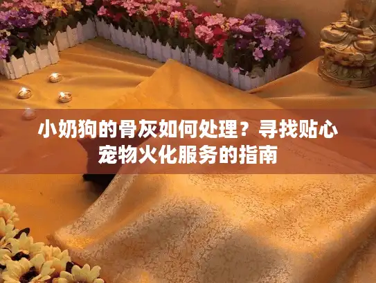 小奶狗的骨灰如何处理？寻找贴心宠物火化服务的指南