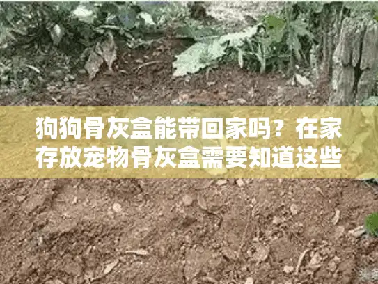 狗狗骨灰盒能带回家吗？在家存放宠物骨灰盒需要知道这些事