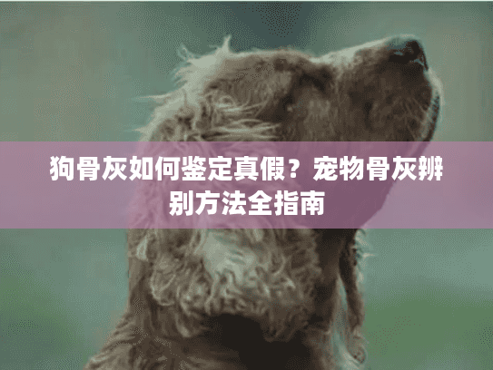 狗骨灰如何鉴定真假?宠物骨灰辨别方法全指南 狗骨灰如何鉴定真假?宠物骨灰辨别方法全指南