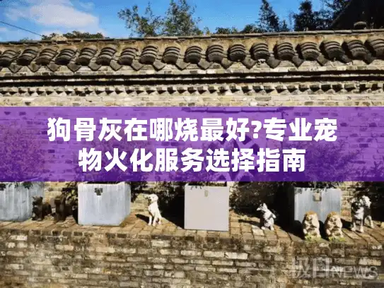 狗骨灰在哪烧最好?专业宠物火化服务选择指南