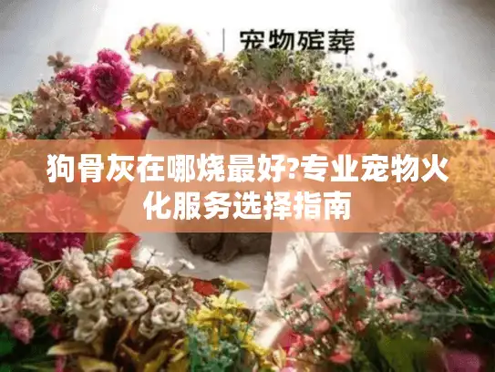 狗骨灰在哪烧最好?专业宠物火化服务选择指南