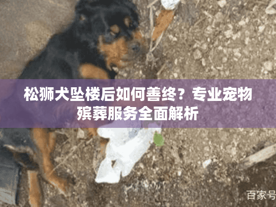 松狮犬坠楼后如何善终？专业宠物殡葬服务全面解析