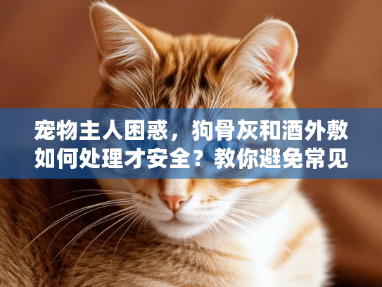 宠物主人困惑，狗骨灰和酒外敷如何处理才安全？教你避免常见错误