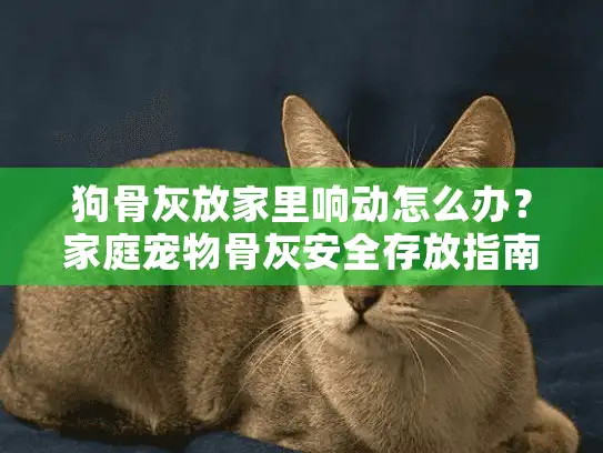 狗骨灰放家里响动怎么办？家庭宠物骨灰安全存放指南