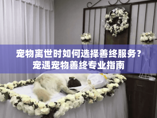 宠物离世时如何选择善终服务？宠遇宠物善终专业指南