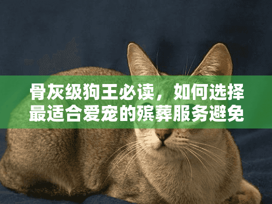 骨灰级狗王必读，如何选择最适合爱宠的殡葬服务避免后悔？