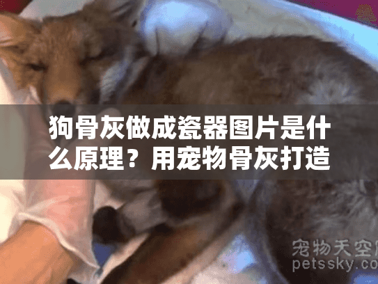 狗骨灰做成瓷器图片是什么原理？用宠物骨灰打造不朽的纪念瓷盘