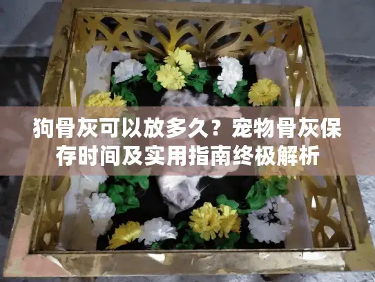 狗骨灰可以放多久？宠物骨灰保存时间及实用指南终极解析
