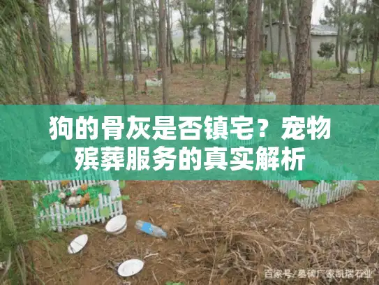 狗的骨灰是否镇宅？宠物殡葬服务的真实解析