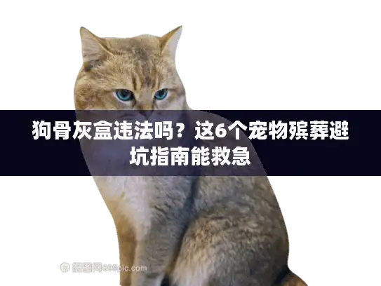 狗骨灰盒违法吗？这6个宠物殡葬避坑指南能救急