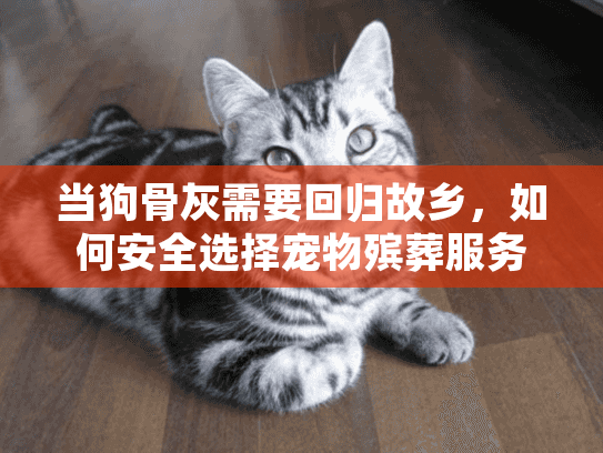 当狗骨灰需要回归故乡,如何安全选择宠物殡葬服务? 当狗骨灰需要回归故乡,如何安全选择宠物殡葬服务?