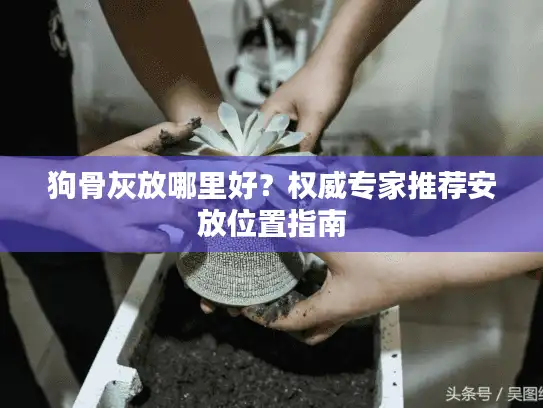 狗骨灰放哪里好？权威专家推荐安放位置指南
