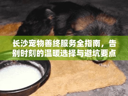 长沙宠物善终服务全指南，告别时刻的温暖选择与避坑要点