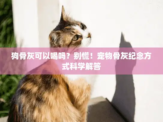 狗骨灰可以喝吗？别慌！宠物骨灰纪念方式科学解答