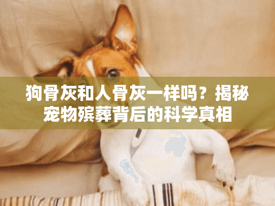 狗骨灰和人骨灰一样吗？揭秘宠物殡葬背后的科学真相