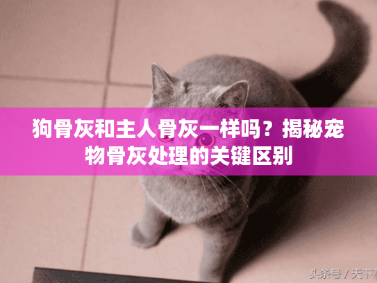 狗骨灰和主人骨灰一样吗？揭秘宠物骨灰处理的关键区别