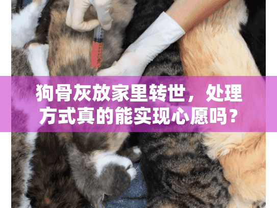 狗骨灰放家里转世，处理方式真的能实现心愿吗？