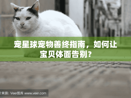 宠星球宠物善终指南，如何让宝贝体面告别？