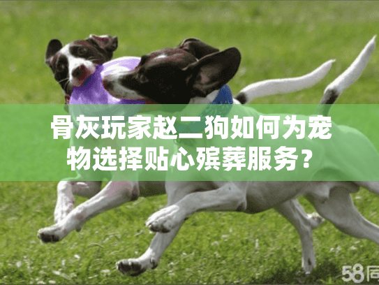 骨灰玩家赵二狗如何为宠物选择贴心殡葬服务？