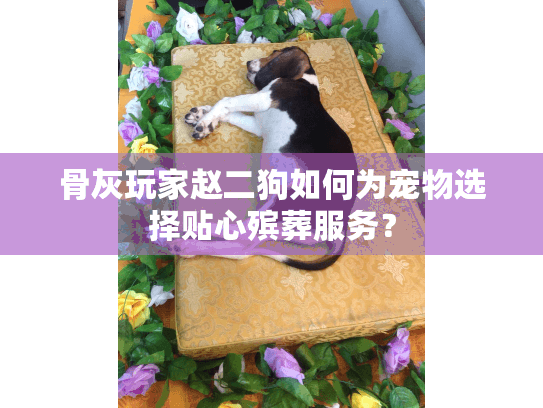 骨灰玩家赵二狗如何为宠物选择贴心殡葬服务？