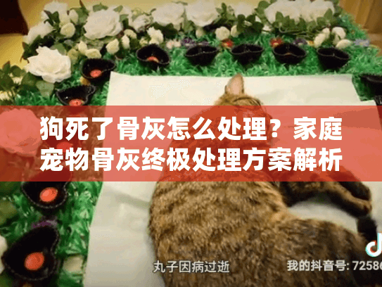 狗死了骨灰怎么处理？家庭宠物骨灰终极处理方案解析