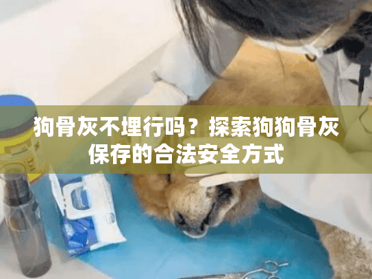 狗骨灰不埋行吗？探索狗狗骨灰保存的合法安全方式