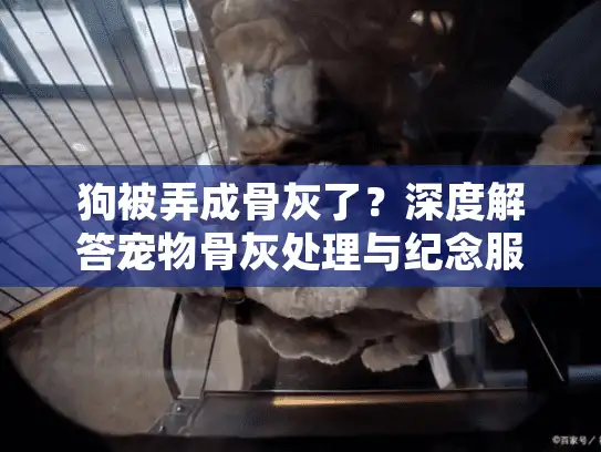 狗被弄成骨灰了?深度解答宠物骨灰处理与纪念服务选择指南 狗被弄成骨灰了?深度解答宠物骨灰处理与纪念服务选择指南